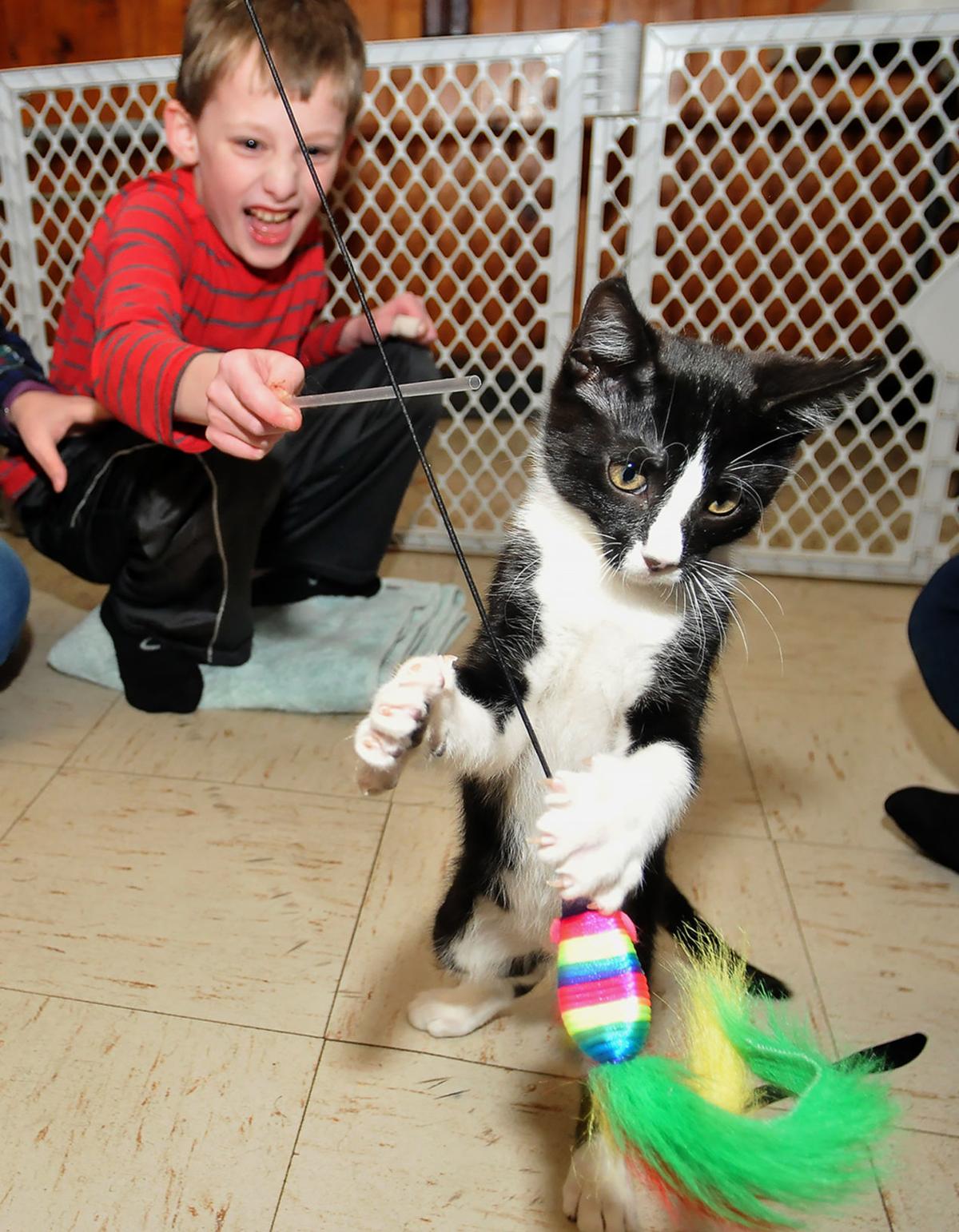 Events Held By Attleboro Area Rescue Group Are The Cat S Meow