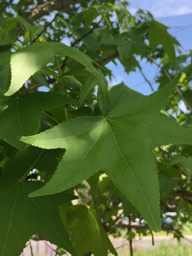 the sweet gum tree by katherine allred the sweet gum tree by katherine allred
