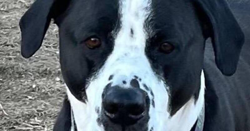 PRESTON | Pet Day | thesunchronicle.com