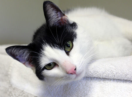 Pets of the Week: Lolabelle | Pet Day | thesunchronicle.com