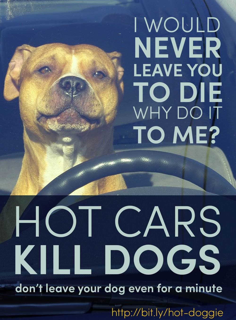 Attleboro Mayor Takes Action On Dogs In Danger After Owner Leaves Hot Cars Kill Dogs Poster