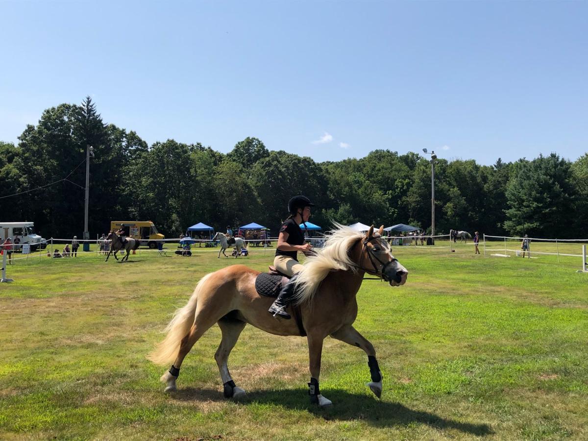Rehoboth Breed Expo in Attleboro showcases admiration of horses Local