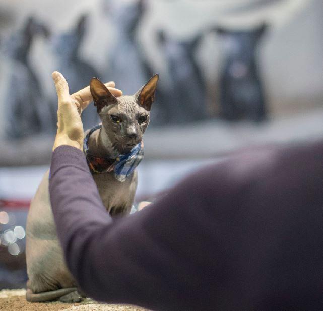 Cats At The Westminster Dog Show Sort Of In A First Stories