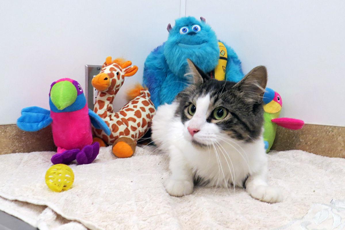 Pets of the Week Sam Elliott Pet Day