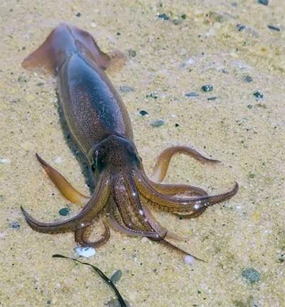 Dave Monti: Squid invasion subsides, and so does striped bass haul ...