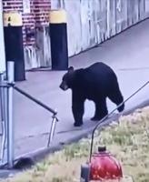 Black bear sighted in Attleboro and one tranquilized in Pawtucket