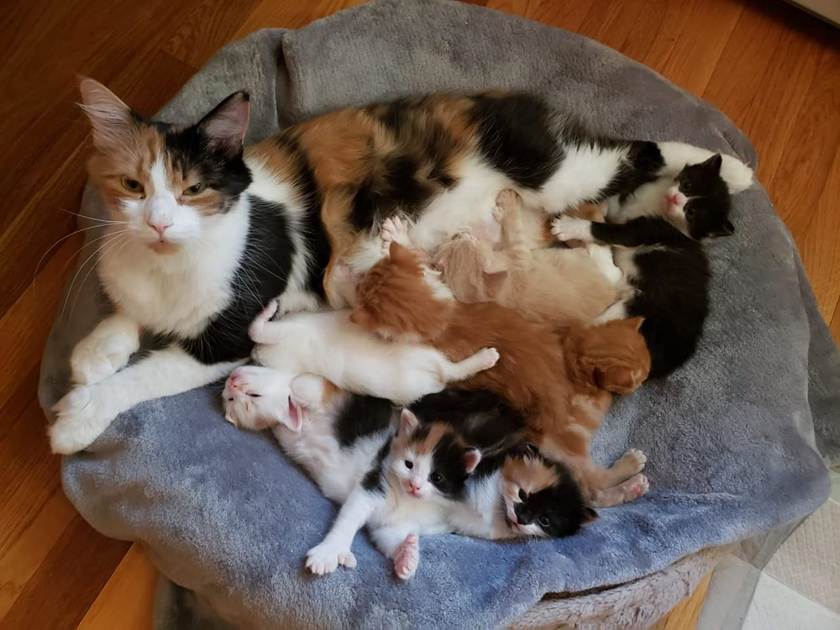 Attleboro Shelter Averts A Cat Astrophe Local News