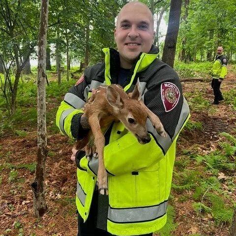Norton firefighters reunite newborn deer with its mother after freeing it from construction fencing - Vimarsana News