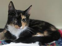 Pet Day | thesunchronicle.com