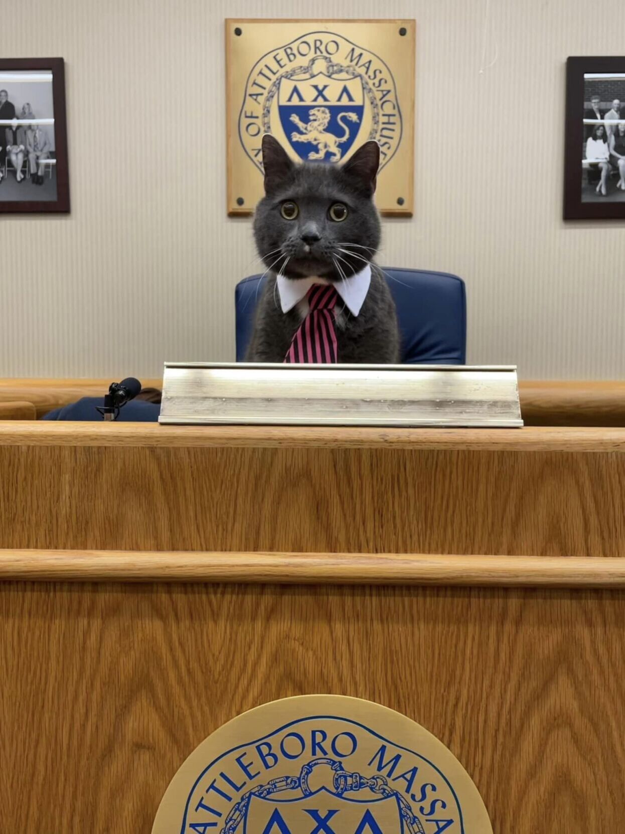 Cat attempts to enter Attleboro mayor's race