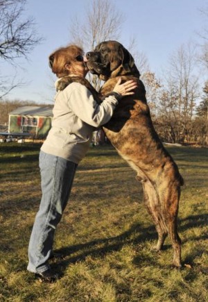 300 store lb mastiff