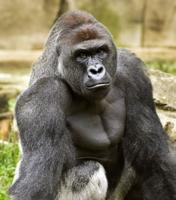 Cincinnati’s pioneering gorilla exhibit now common in zoos