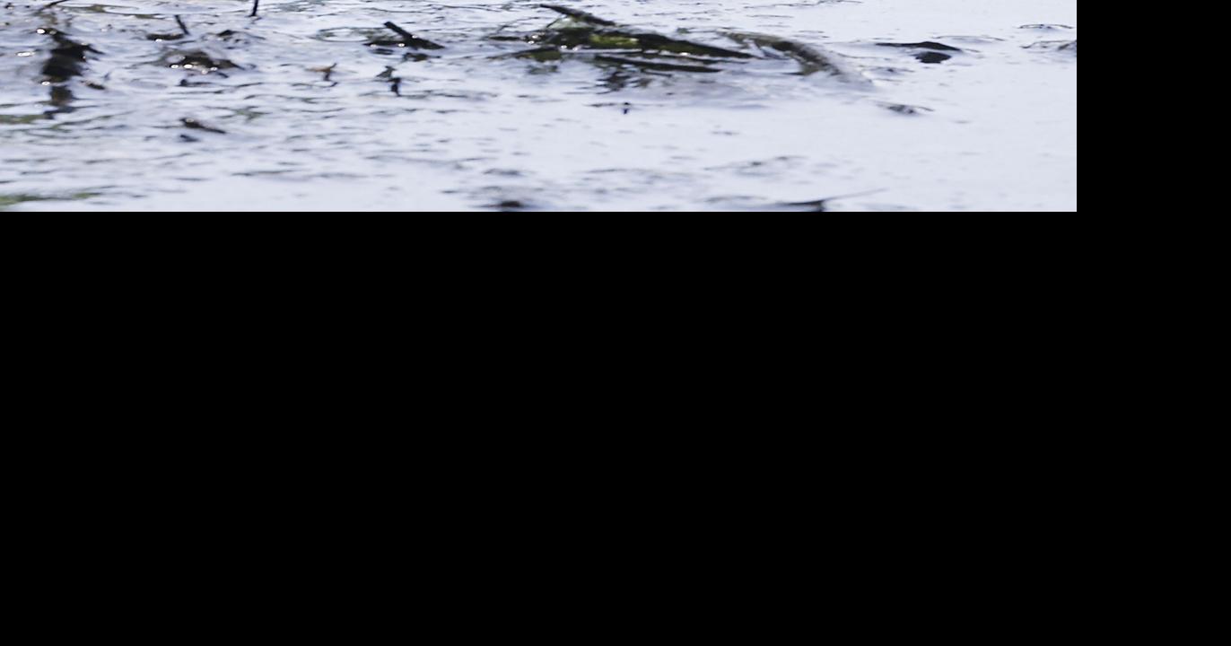 Foxboro homeowner working with conservation officials to resolve