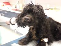 Norfolk police seeking information on two neglected dogs found near Pond Street Recreational Complex | Local News Norfolk police seeking information on two neglected dogs found near Pond Street Recreational Complex | Local News