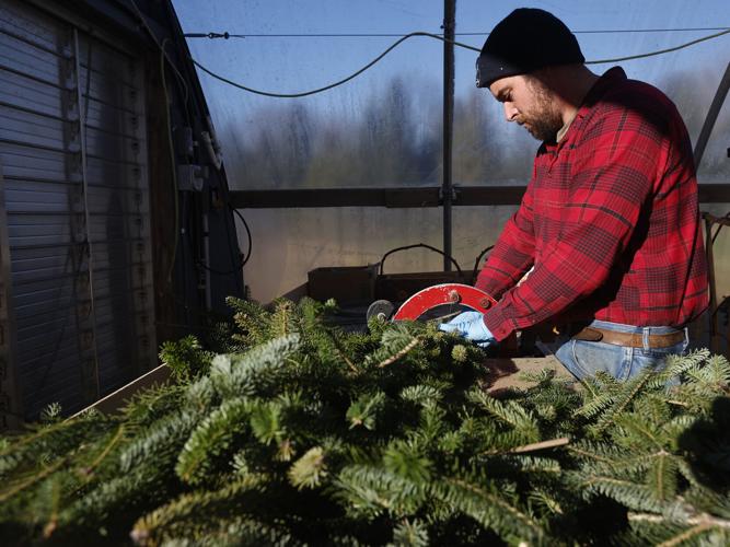 Attleboro area Christmas tree farms report solid business despite ...