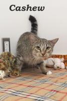 Pet of the week: Cashew