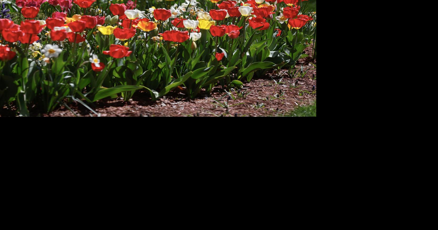 Plainville couple's yard in spring bloom | Gallery | thesunchronicle.com