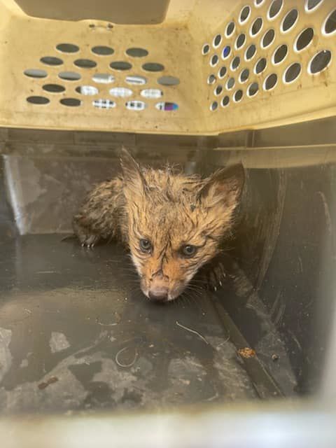 foxboro fox 1 (copy)