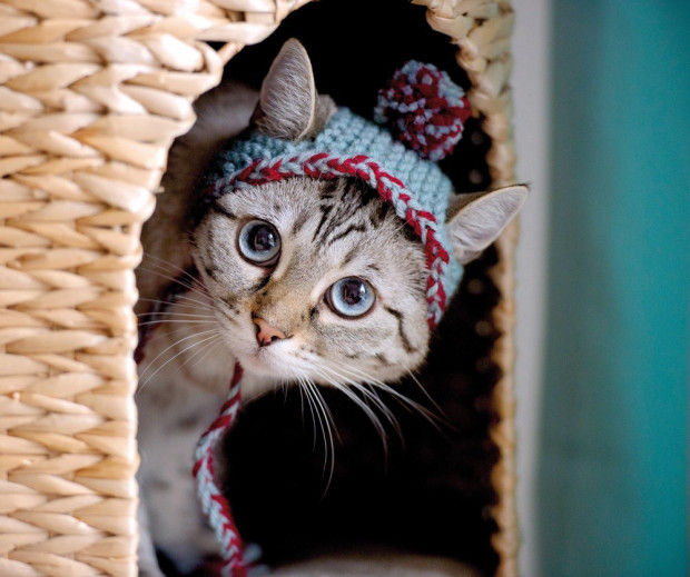 Hard to top cats in hats | Pet Day | thesunchronicle.com