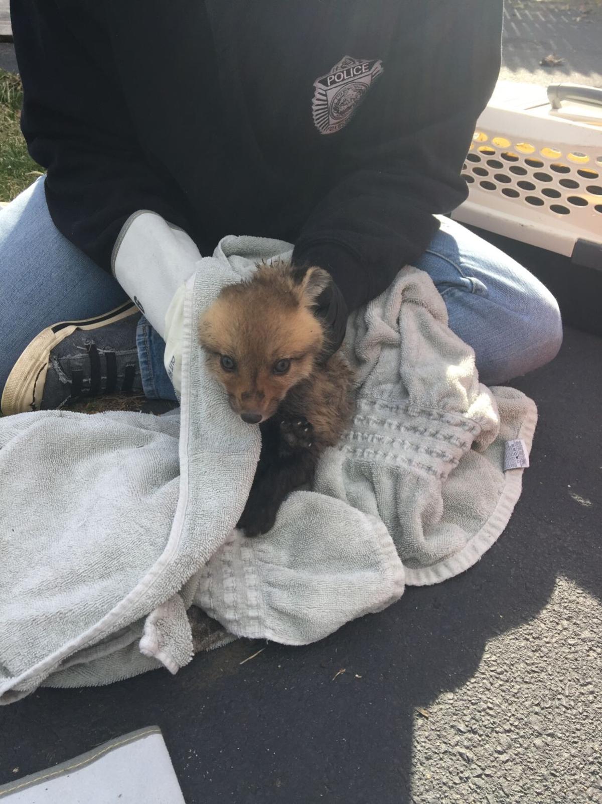 foxboro fox 1 (copy)