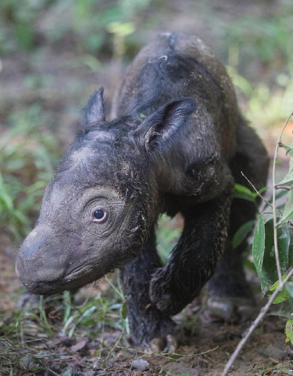 Endangered Sumatran rhino gives birth in Indonesia | Stories