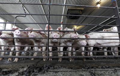 New rules curbing cruelty to gestating sows on farms in Massachusetts take  effect | Local News | thesunchronicle.com