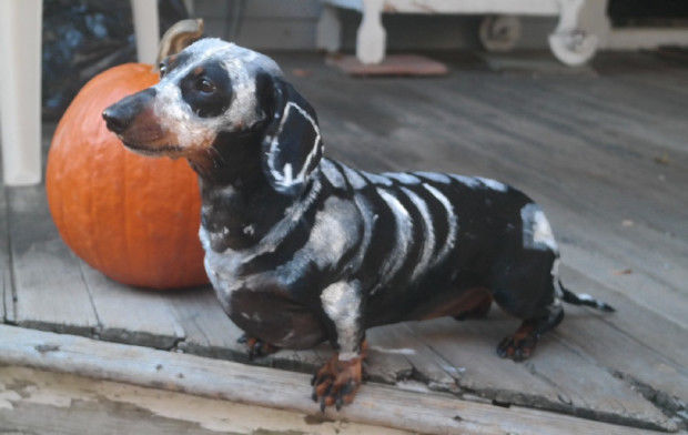 Spooky halloween pets