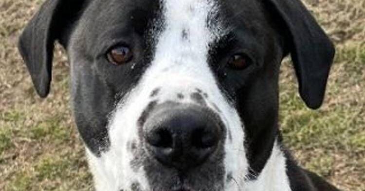 PRESTON | Pet Day | thesunchronicle.com