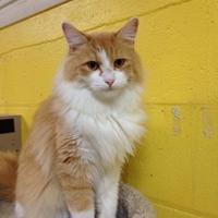 Pets of the Week: Buff | Pet Day | thesunchronicle.com