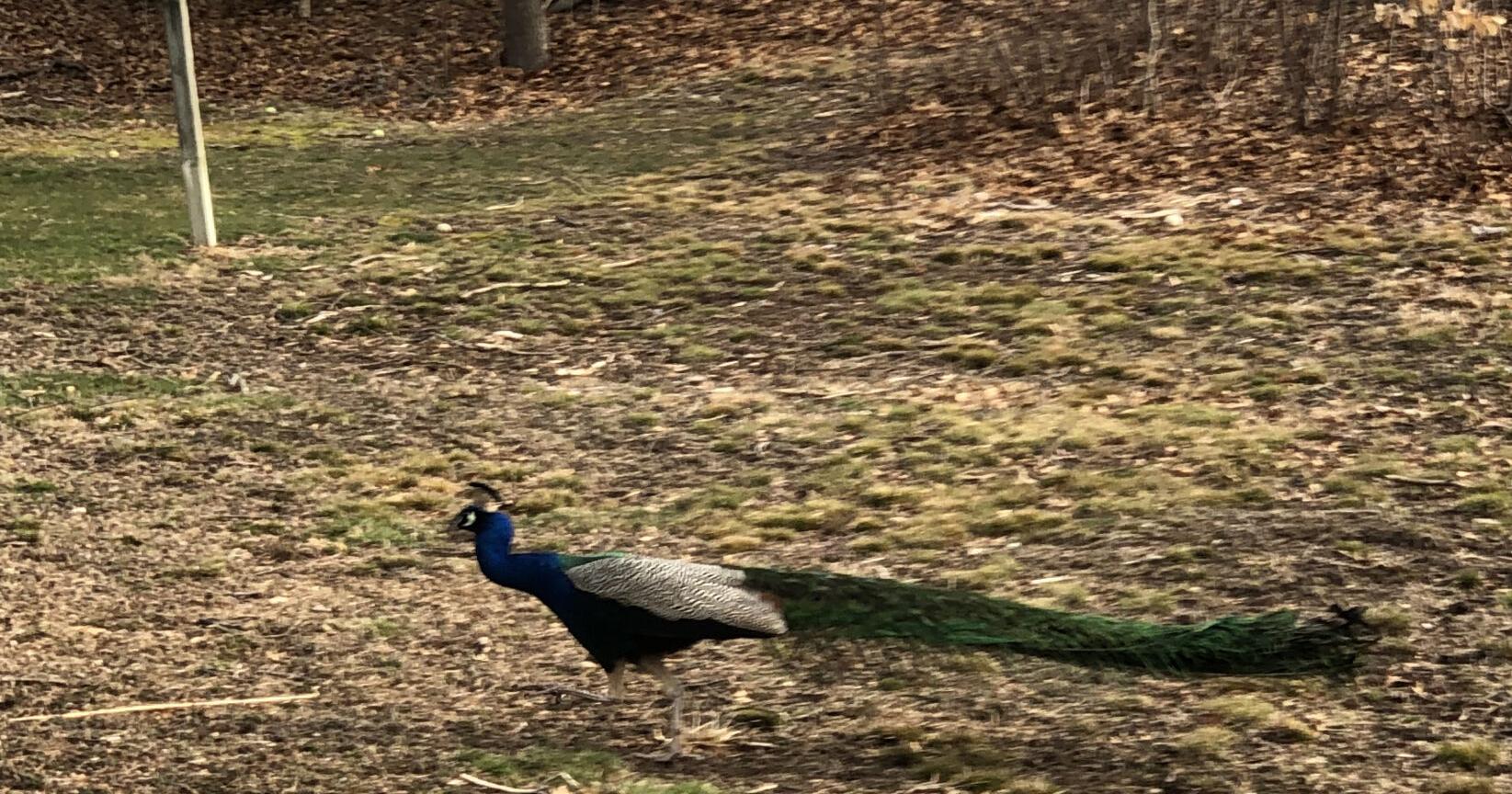 Along the Way: The peacock plot thickens in North Attleboro - Vimarsana News