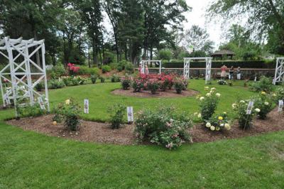 Anderson Memorial Rose Garden In Attleboro S Capron Park Blooming
