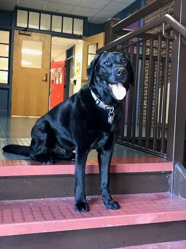 Therapy dog pilot program to start at Foxboro elementary school | Local  News 