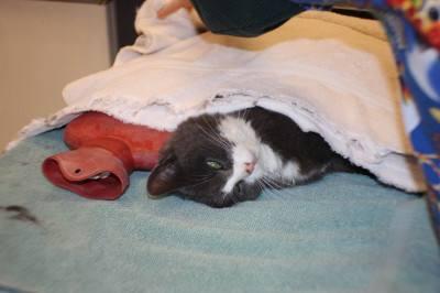 Cold Kitty Case In Norfolk Local News Thesunchronicle Com