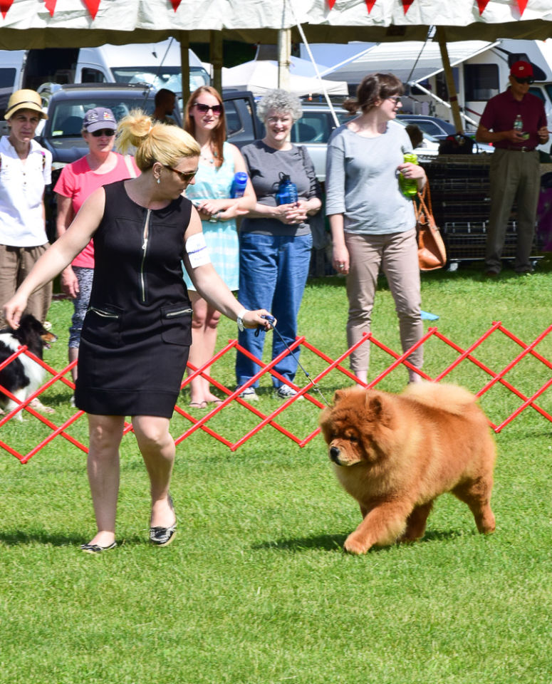 Wrentham Dog Show Staff