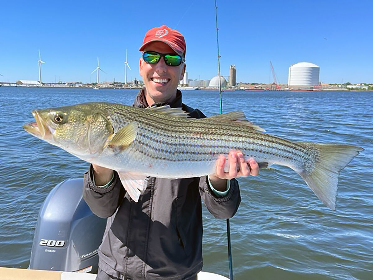 Dave Monti: Increased catch rates for striped bass forces emergency action  to be taken, Local Sports