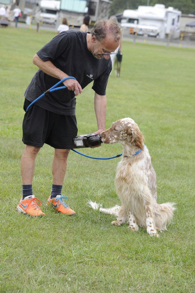 Dogs are in their glory days at Wrentham show Local News
