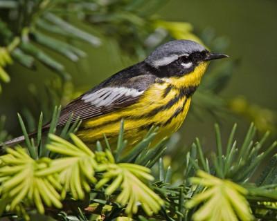 For The Birds Stories Thesunchronicle Com