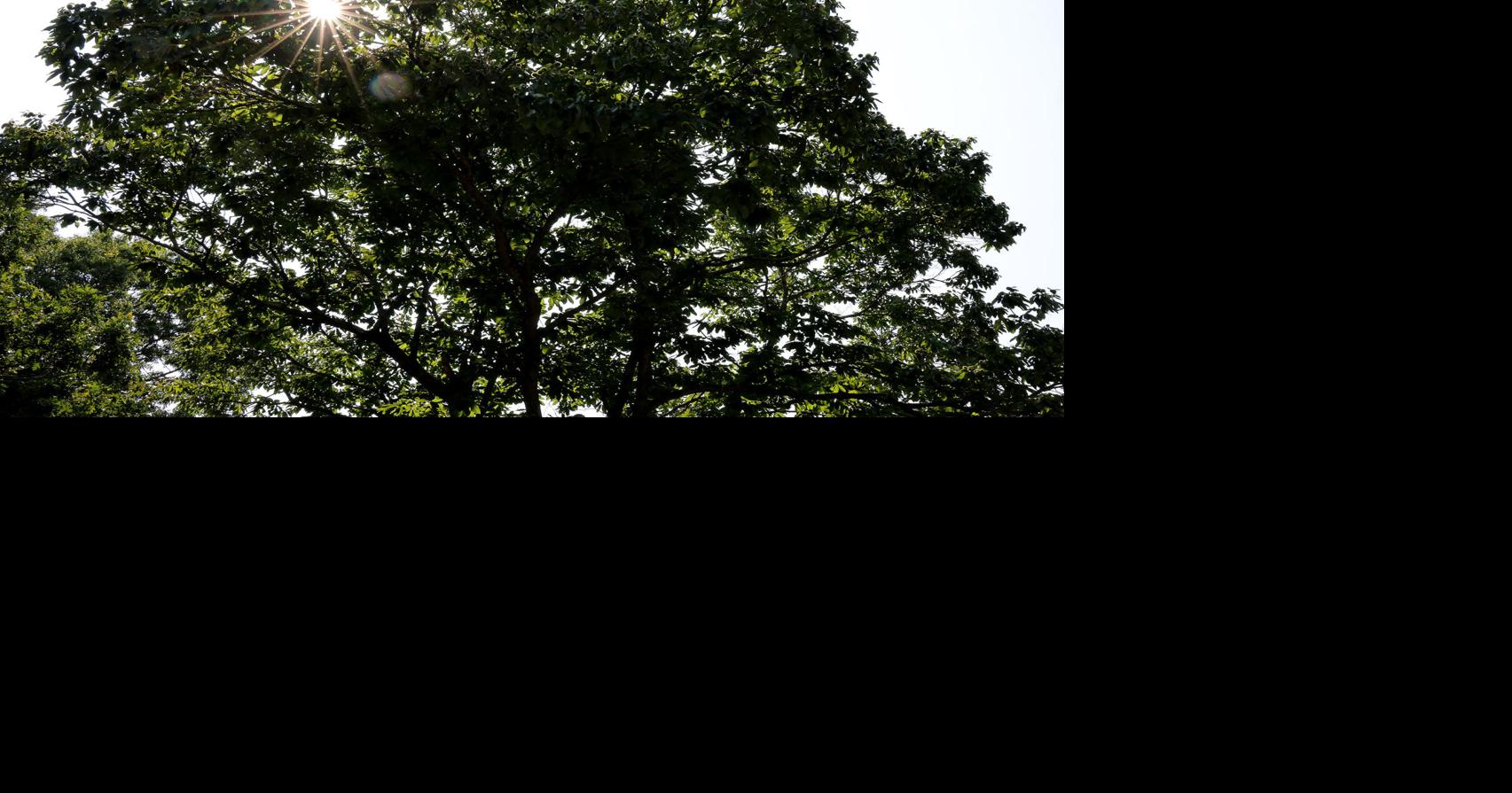 Attleboro Land Trust schedules summer hiking tours