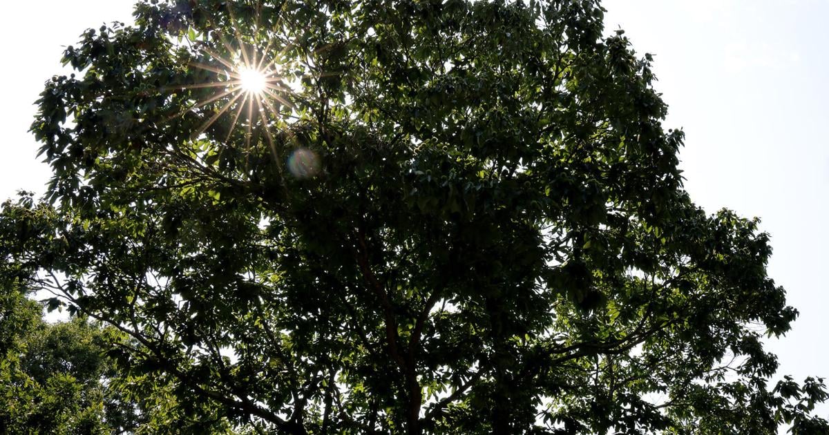 Attleboro Land Trust schedules summer hiking tours