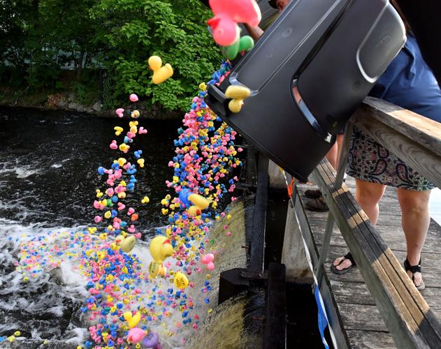 Mansfield's annual Great Duck Race Gallery