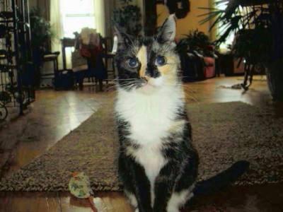 Blind And Deaf Peanut Speaks To Incredible Adaptability Of Cats