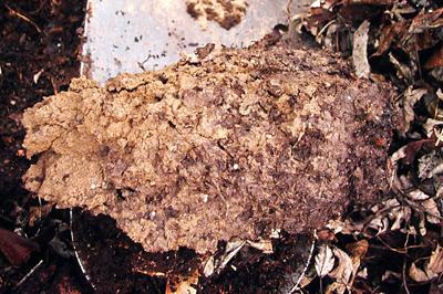 soil