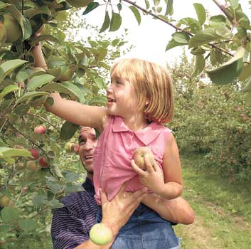 McIntosh Babies (Cortland, Empire, and Macoun) - New England Apples