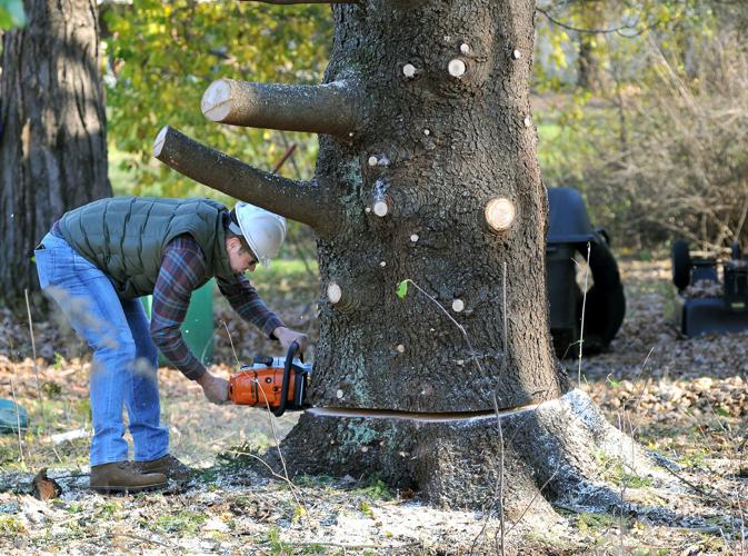 Foxboro tree heading to New York Stock Exchange for Christmas display