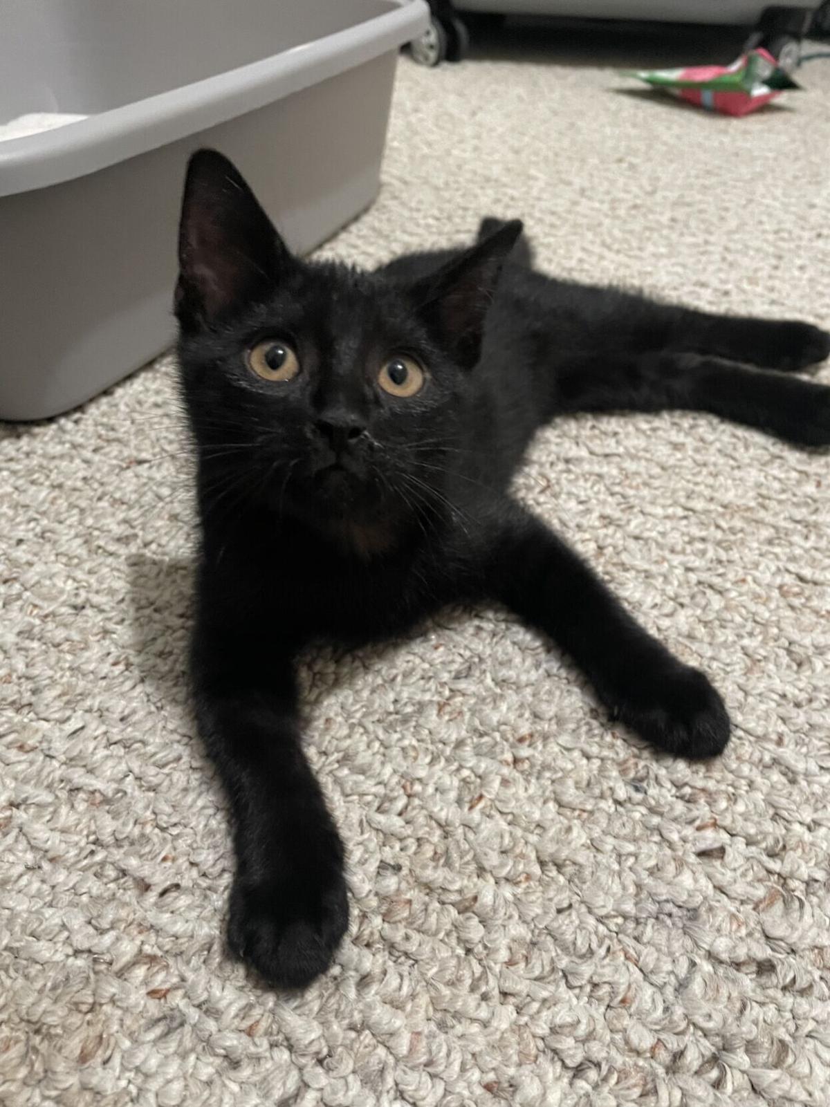 Attleboro food pantry gets a special delivery | Local News