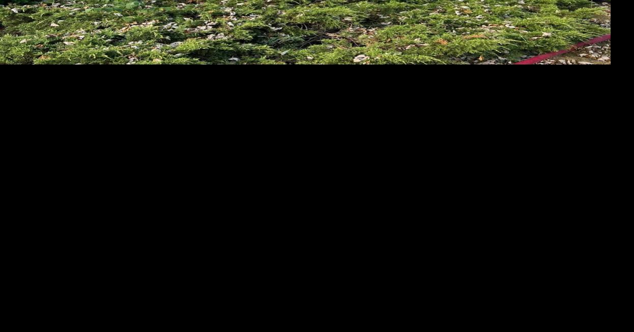 Wrentham house fire traced to dry mulch in planter on deck, fire chief says Local News