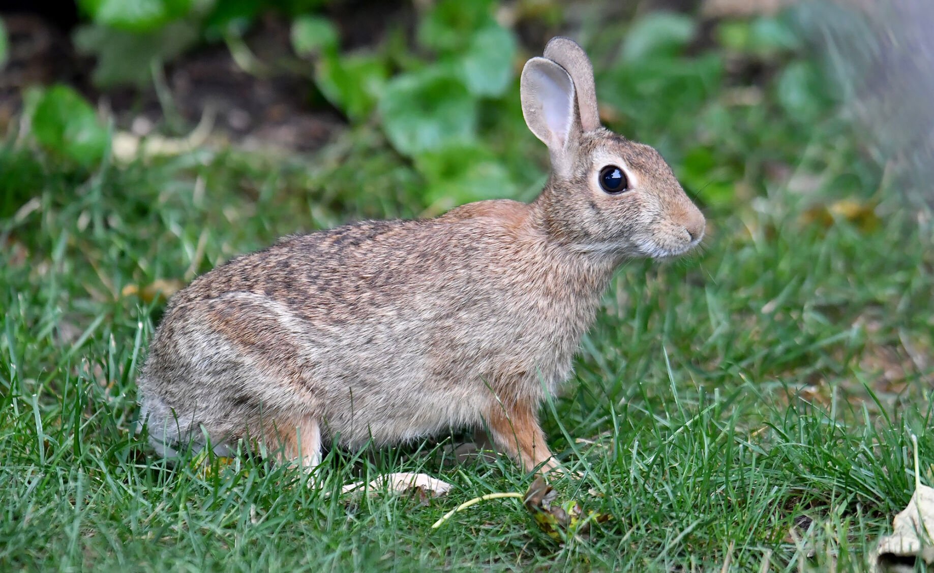 Wild rabbits for sales sale