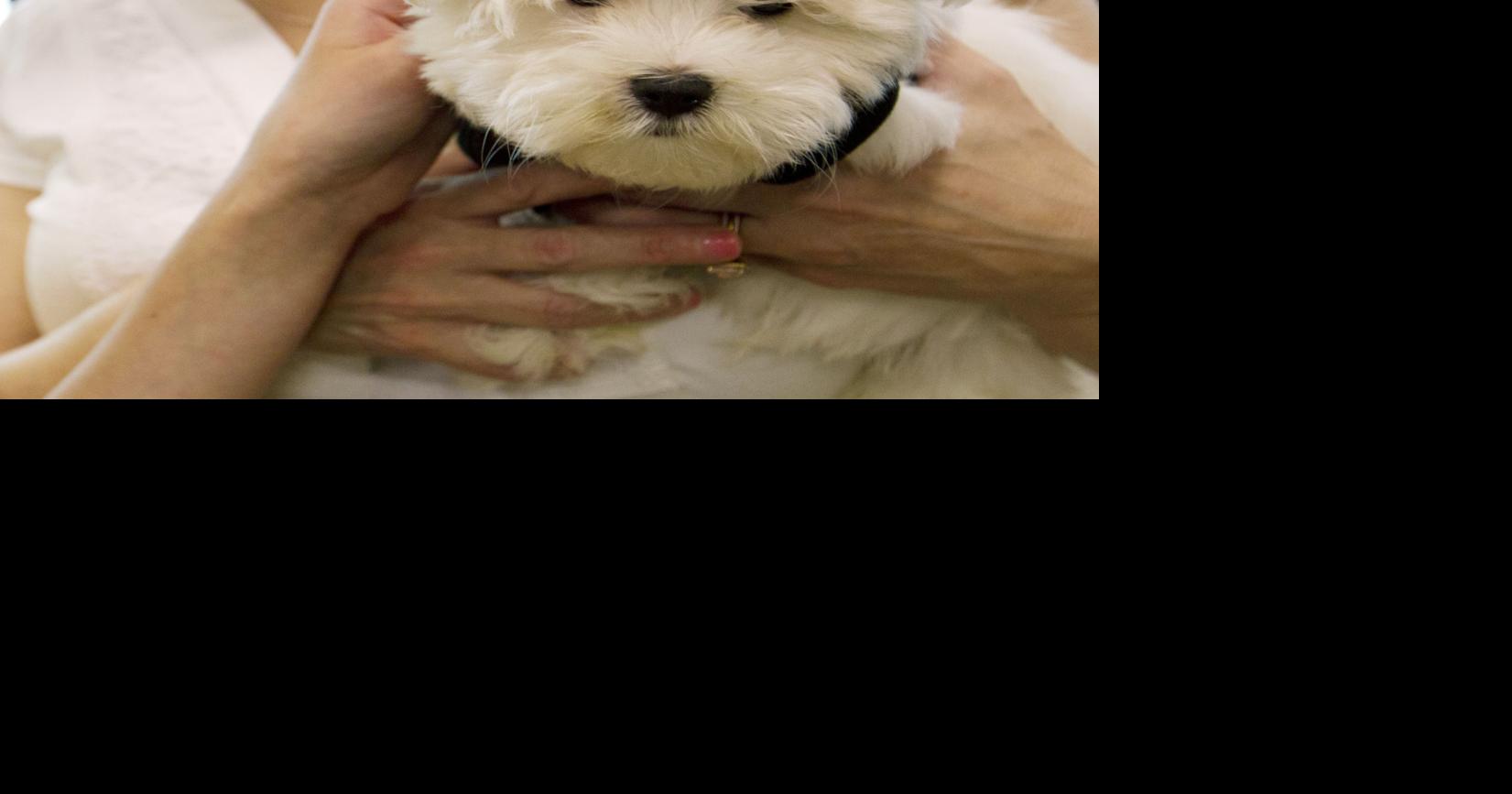 Humane Pet Shop ordinance sent to Attleboro City Council for a vote