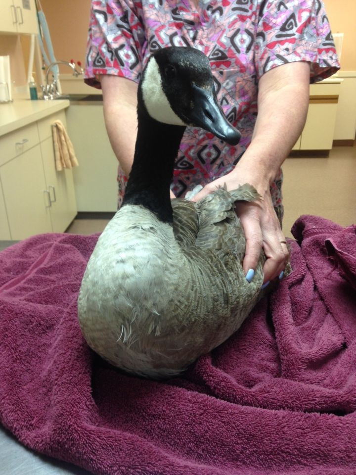 Goose that lost foot back in the water in North Attleboro pond