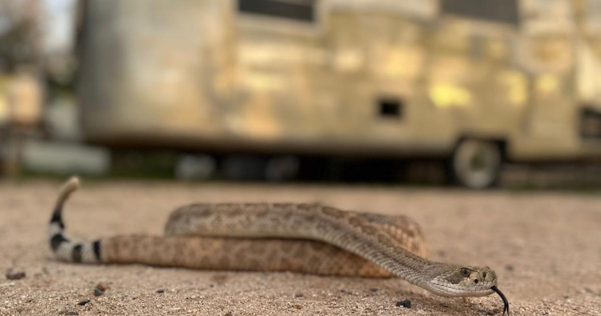 Leave it: Dog trainers help pets avoid venomous snakes